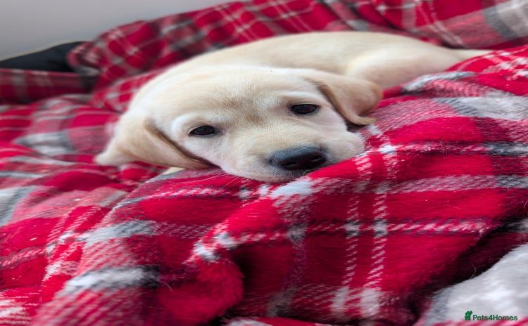 Labrador Retriever dogs Beautiful Labrador puppys  - Advert 6