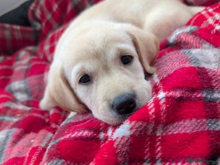 Labrador Retriever dogs Beautiful Labrador puppys - Advert 16