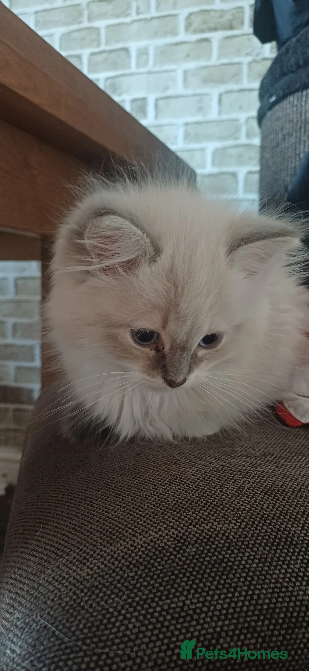 Ragdoll cats for sale: Beautiful litter available  - Advert 3