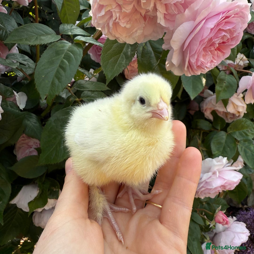 Chickens poultry for sale: 🐣 Beautiful Orpington Chicks & Cockerels for Sale - Image 16