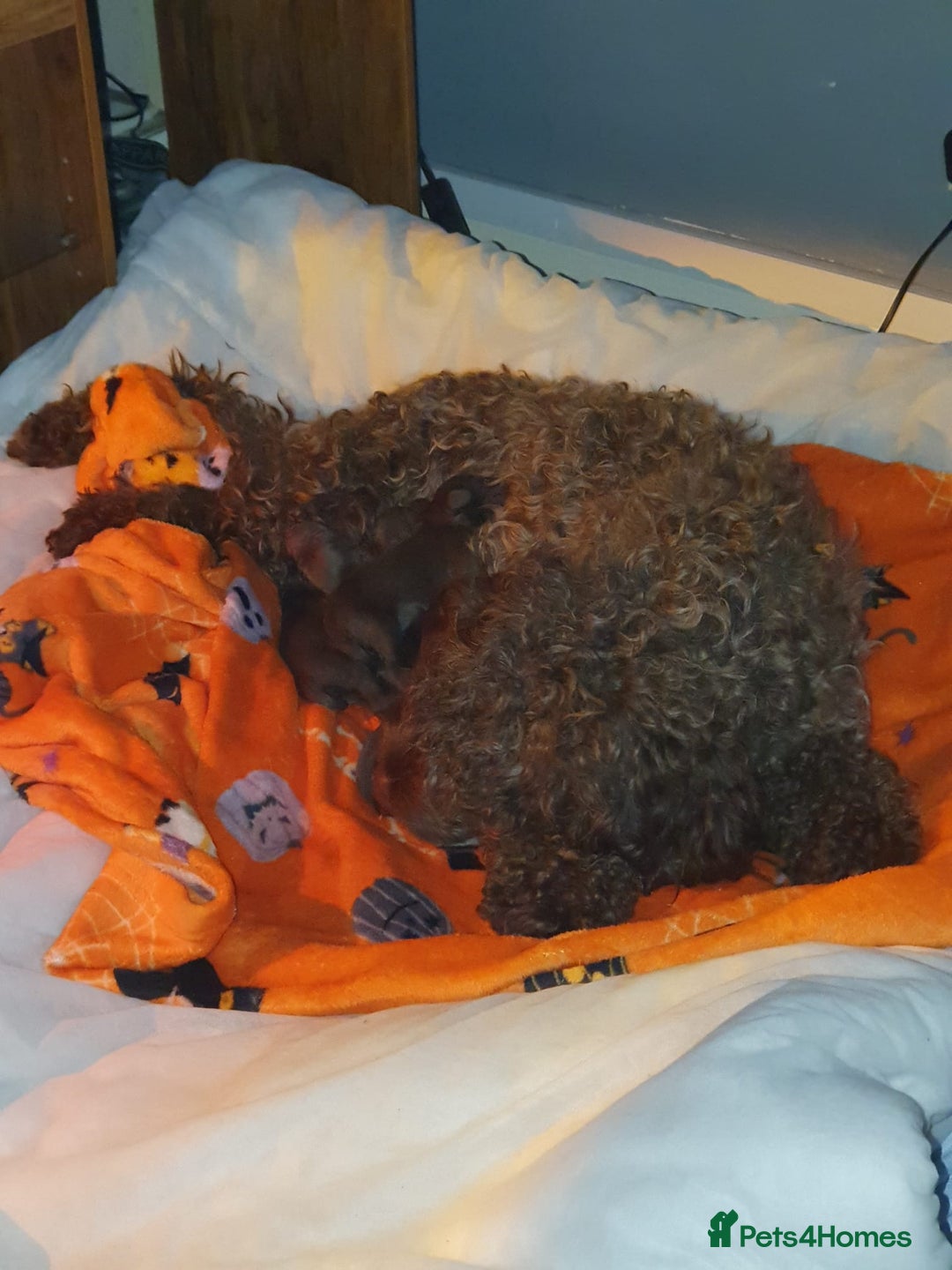 Cockapoo dogs for sale: Mother and father are both certified service dogs. - Image 7