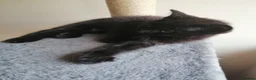 Mixed Breed cats for sale: Black Ragdoll x Russian Blue kitten. - Advert 4