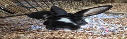 Rex rabbits for sale: Neutered Mini Rex Male Rabbit 18m old in Macclesfield - Advert 4