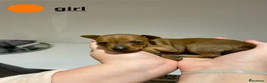 Miniature Pinscher orange girl