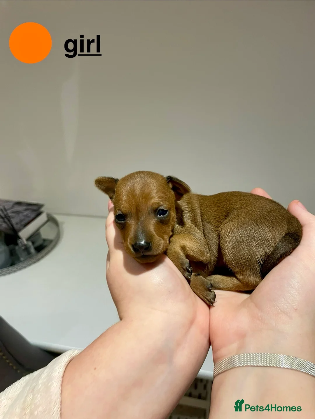 Miniature Pinscher dogs for sale: KC Miniature pincher in Doncaster - Advert 4