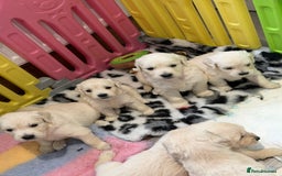 Golden Retriever dogs for sale: Exceptional litter of kc healthy golden retrievers - Image 4