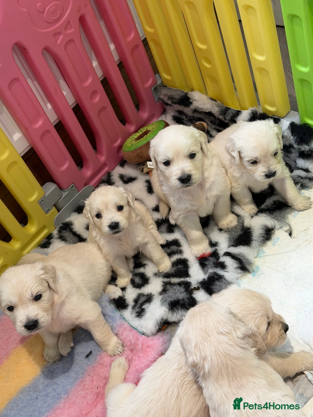 Golden Retriever dogs for sale: Exceptional litter of kc healthy golden retrievers - Image 4
