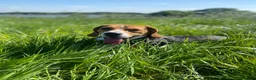 Beagle dogs for stud: Pablo The Beagle STUD in Bolton - Advert 10