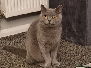 British Shorthair cats Female british short hair - Advert 3