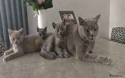 British Shorthair cats for sale: British shorthair blue / lilac kittens  - Image 26
