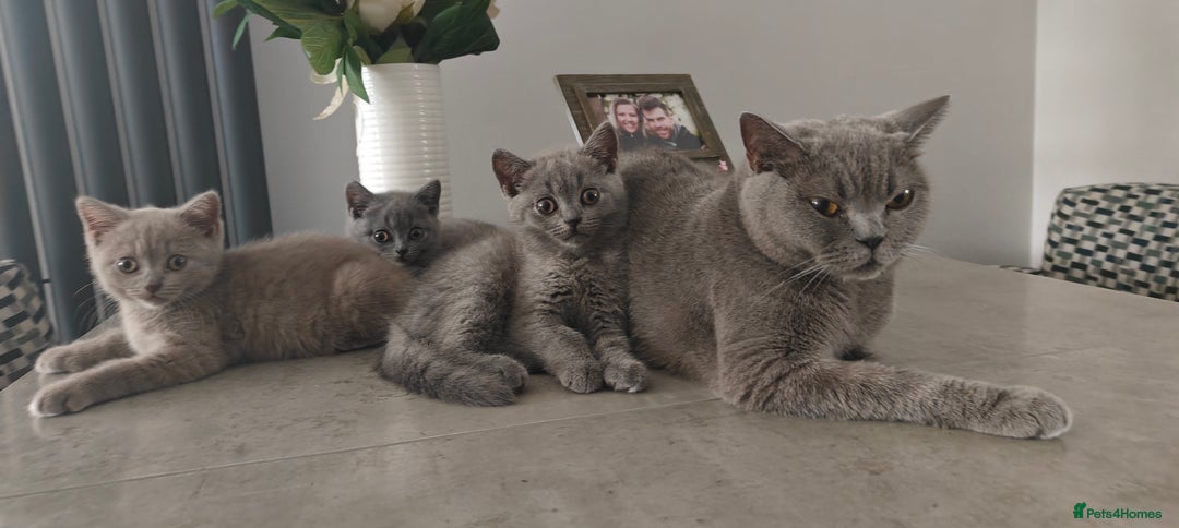 British Shorthair cats for sale: British shorthair blue / lilac kittens  - Image 26