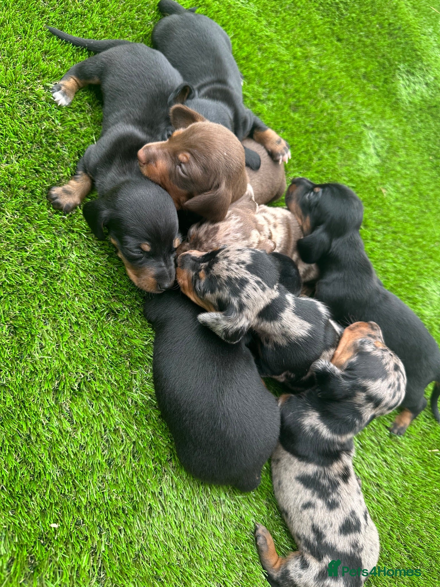 Dachshund dogs Beautiful Dachshund Puppies  - Advert 10