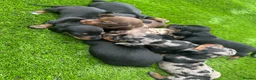 Dachshund dogs for sale: Beautiful Dachshund Puppies  - Advert 1