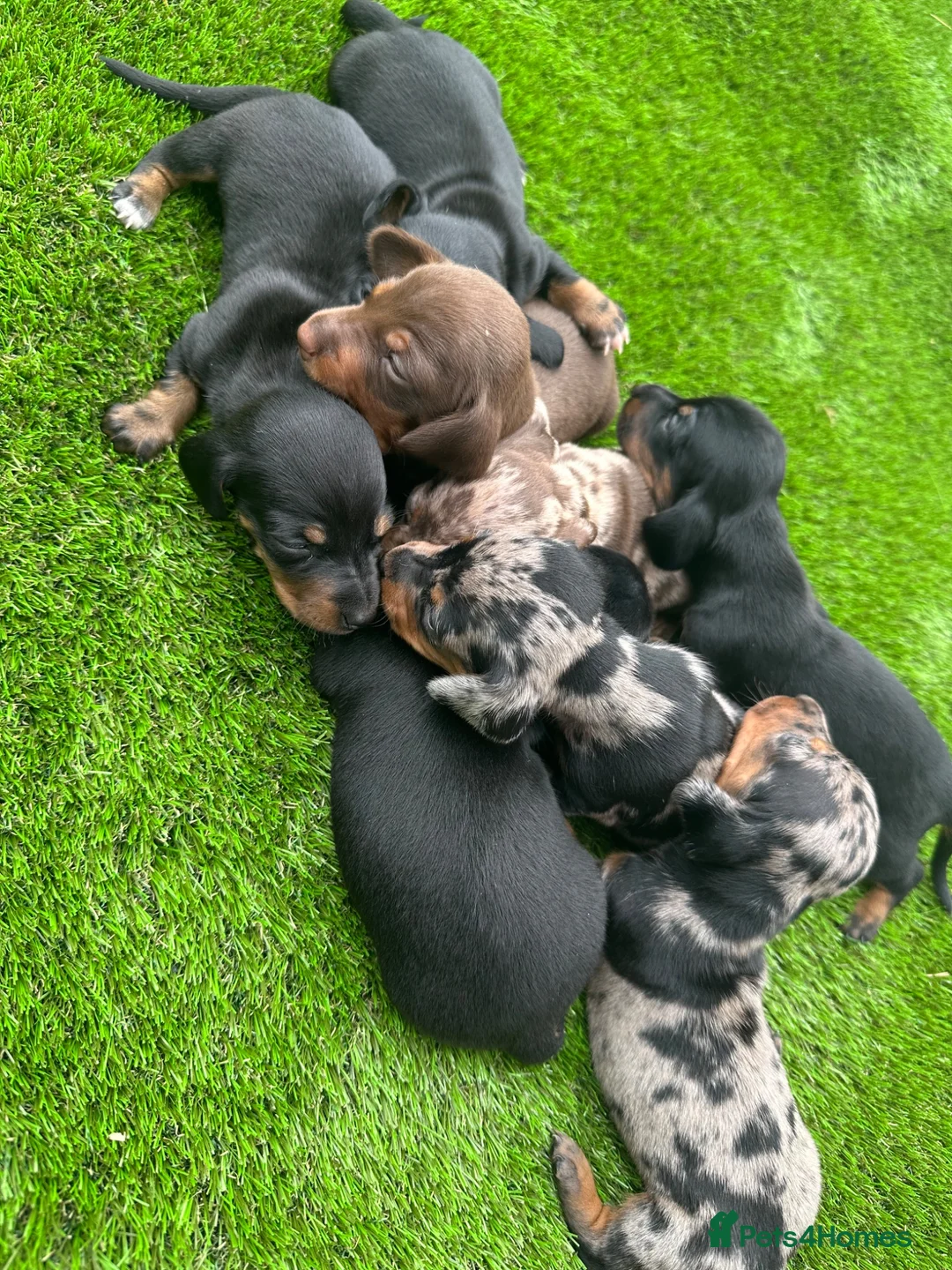 Dachshund dogs for sale: Beautiful Dachshund Puppies  - Advert 1