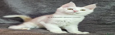 Maine Coon Kitten 1