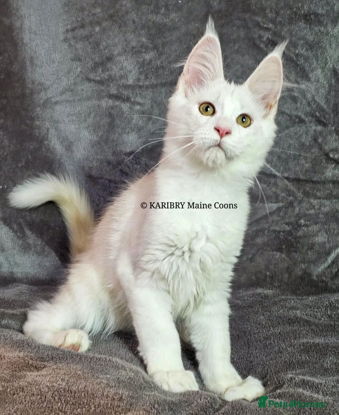 Maine Coon cats for sale: ACTIVE TICA Registered Shaded & Shaded lines - Advert 35