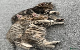 Domestic Shorthair cats for sale: Domestic Cats for sale🐈🐈‍⬛ - Image 10