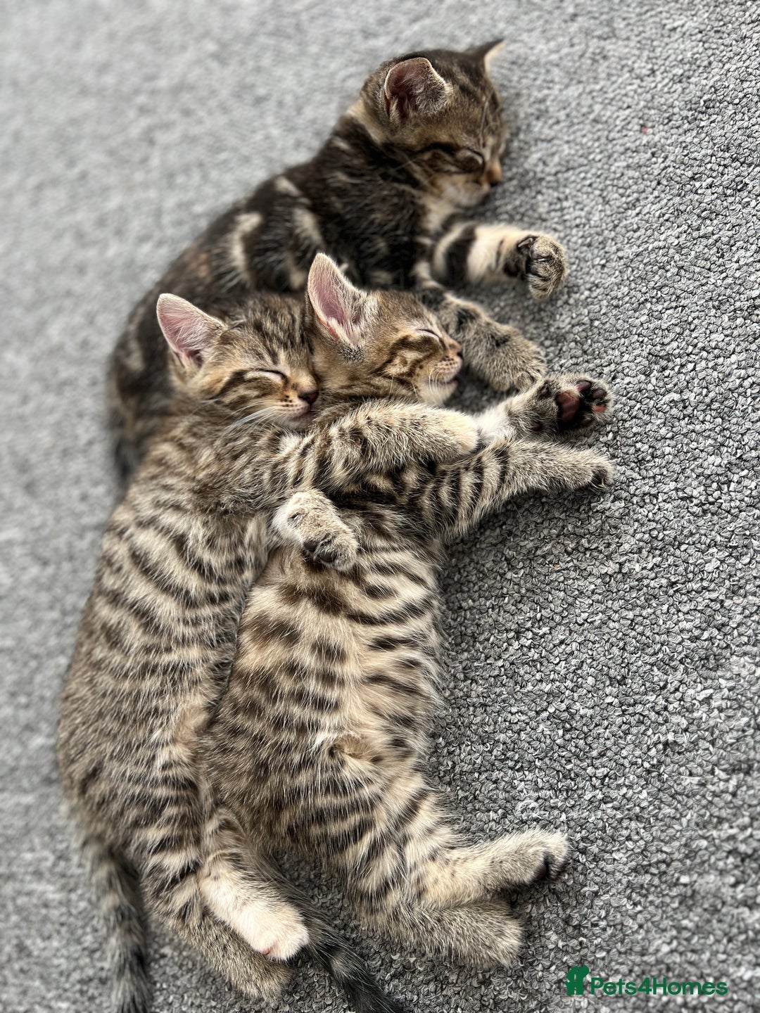 Domestic Shorthair cats for sale: Domestic Cats for sale🐈🐈‍⬛ - Image 10