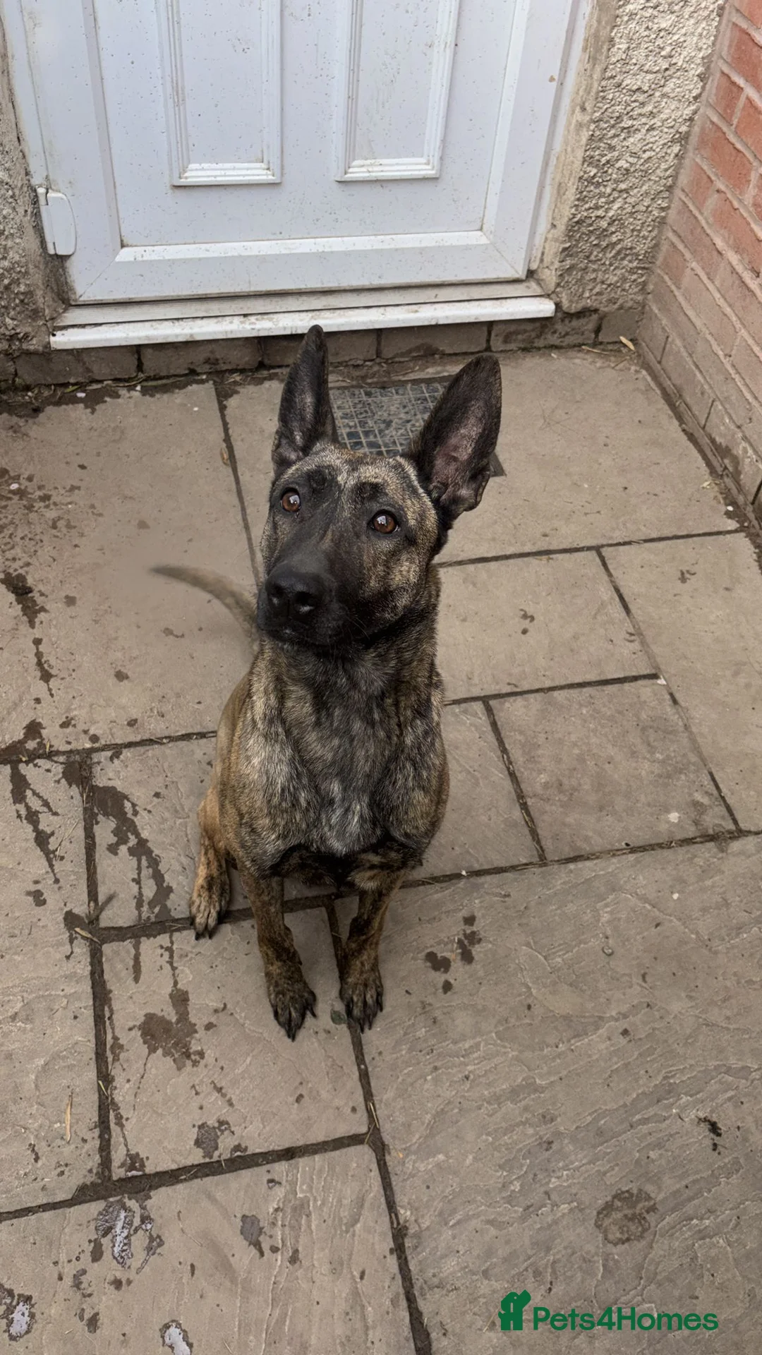 Mixed Breed dogs for sale: Goldie is a beautiful well natured girl. - Advert 1