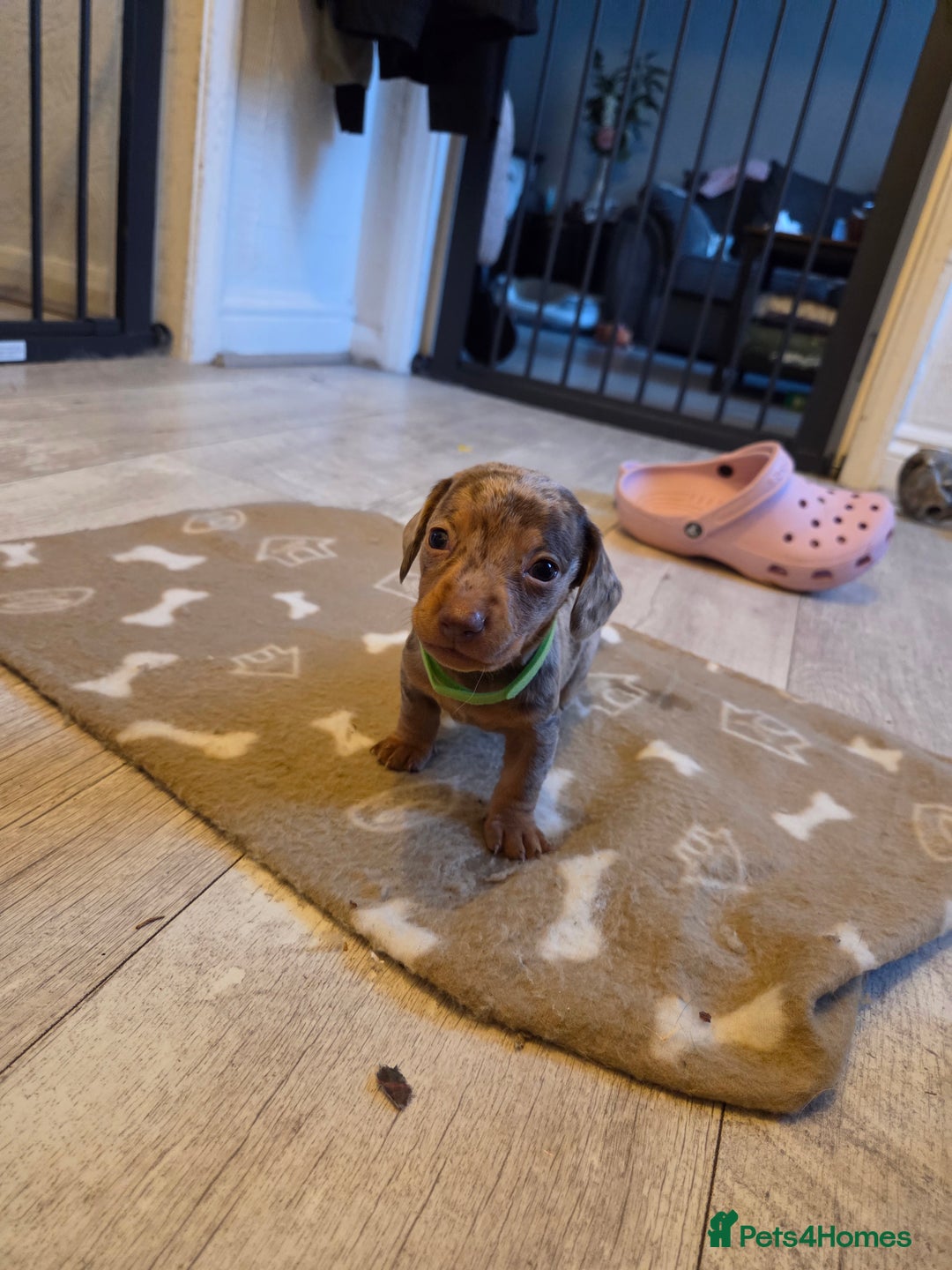 Miniature Dachshund dogs for sale: Ready to go 3/12/25 - stunning coloured Dachsunds - Image 5