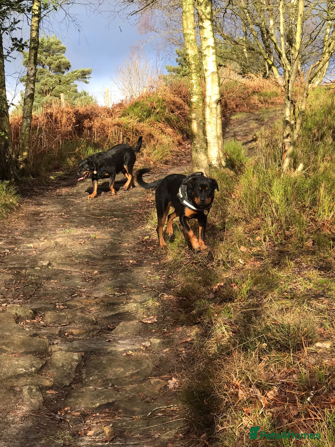 Rottweiler dogs for sale: 3 and a half year old Rottweiler - Image 14