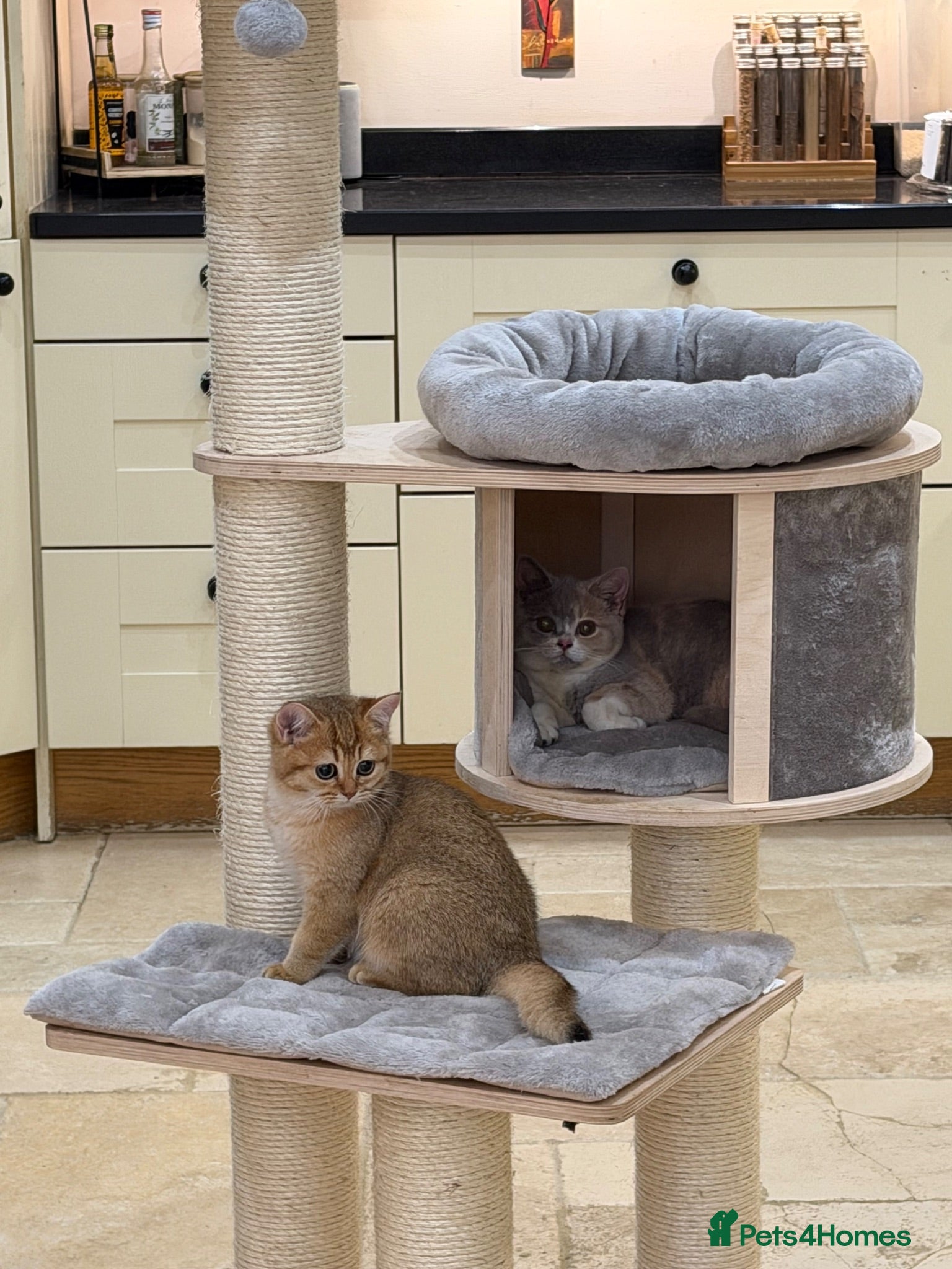 British Shorthair cats Golden & Silver BSH. 100% Pure pedigree Registered - Advert 2