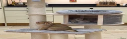 British Shorthair cats for sale: Golden & Silver BSH. 100% Pure pedigree Registered - Advert 5