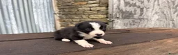Border Collie dogs for sale: ISDS registered pups from amazing lines - Advert 6