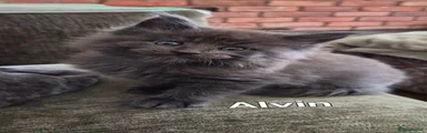 Alvin