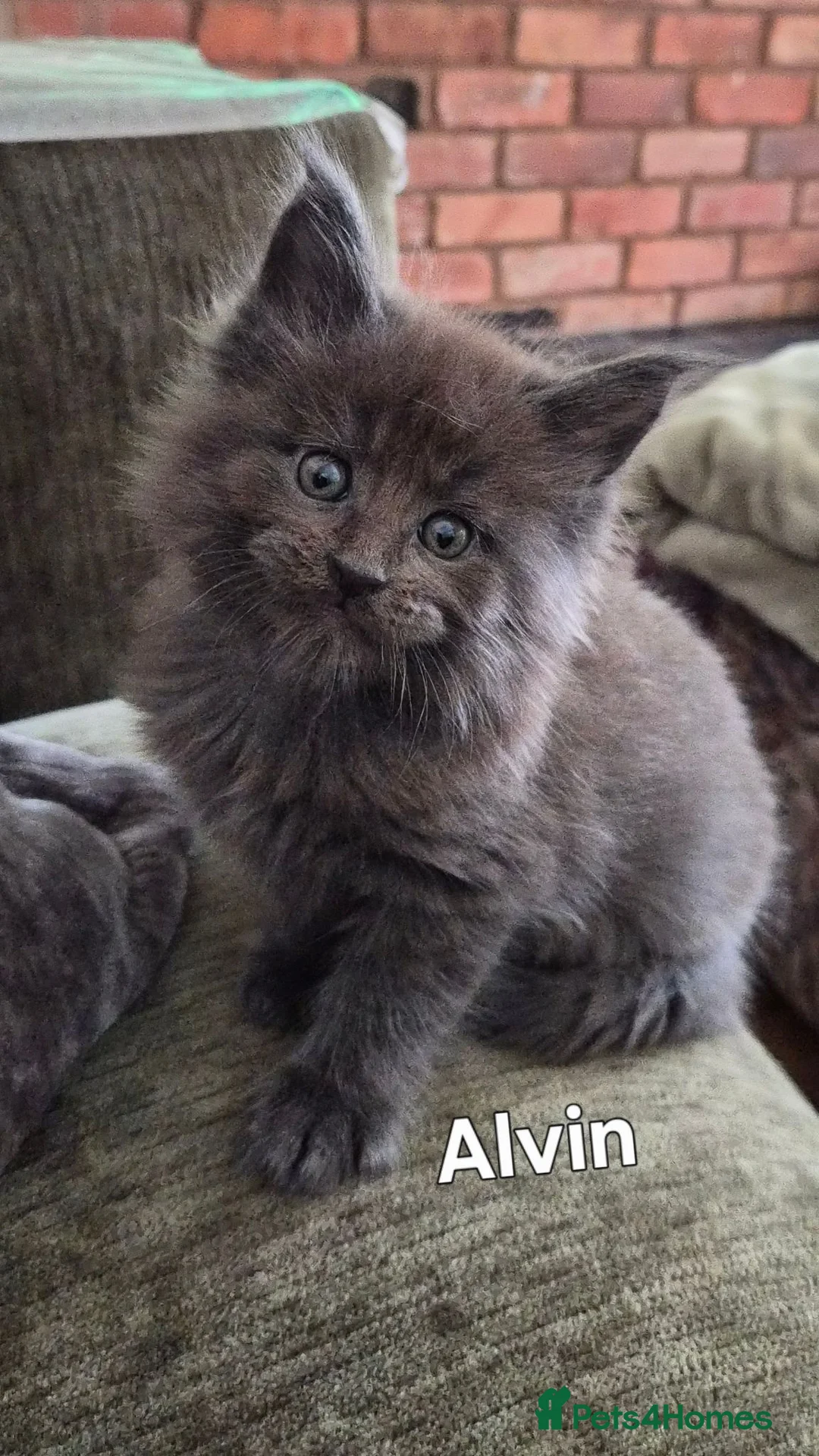 Maine Coon cats for sale: Maine coon pedigree kittens  - Advert 2