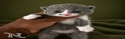 British Shorthair cats for sale: Exceptional GCCF REGISTERED BSH KITTENS - Advert 11