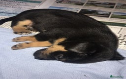 Jack Russell dogs for sale: Jack Russell Puppies Black and Tan  - Image 1