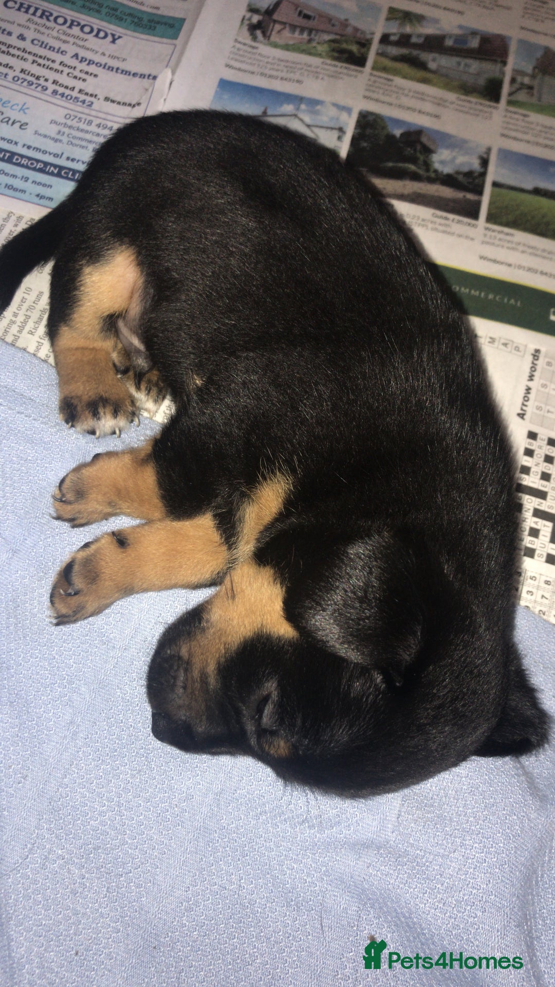 Jack Russell dogs for sale: Jack Russell Puppies Black and Tan  - Image 1