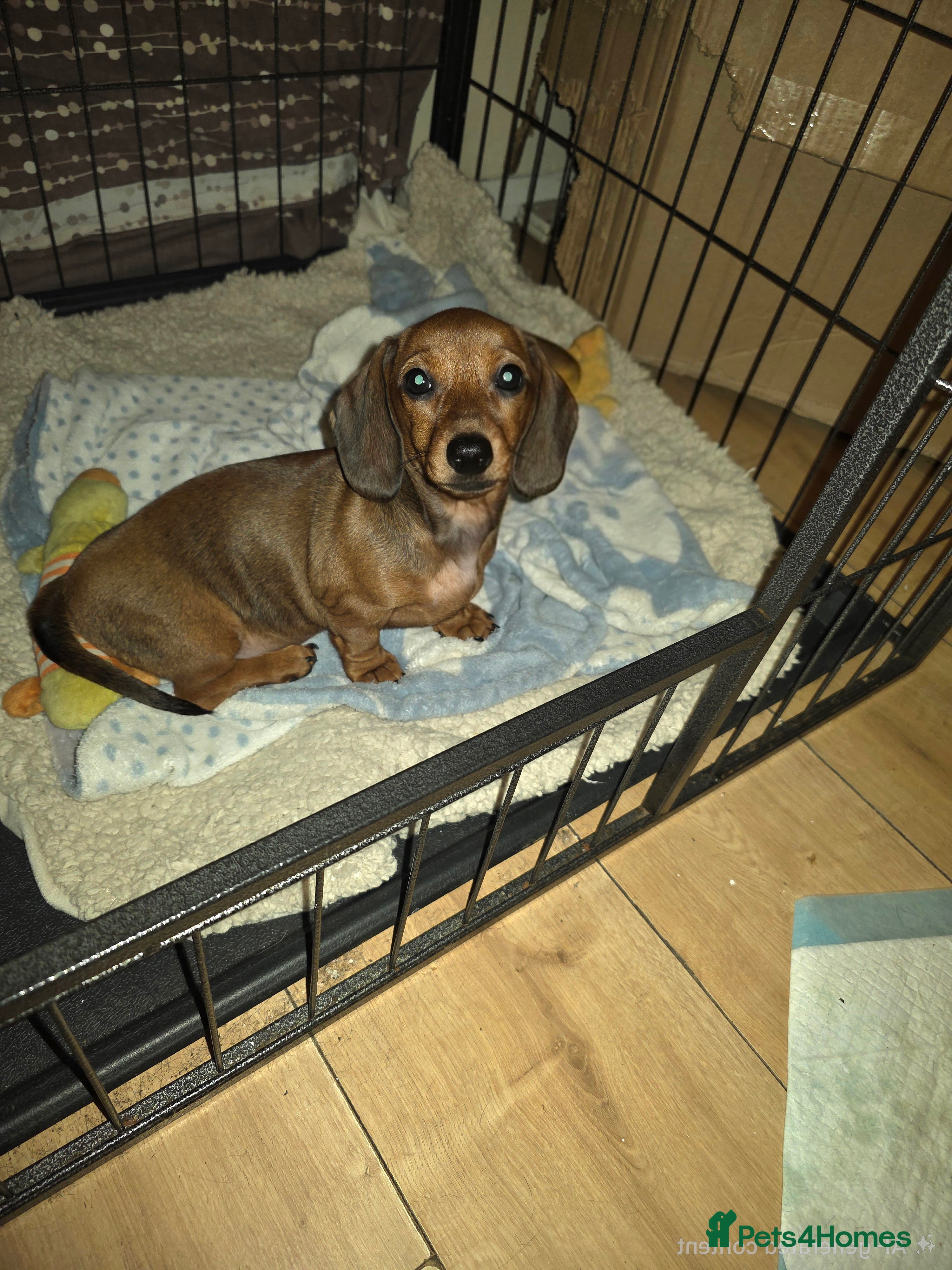 Miniature Dachshund dogs *PRICE REDUCED* 1 beautiful girl left  - Advert 17