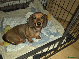 Miniature Dachshund dogs *PRICE REDUCED* 1 beautiful girl left - Advert 17