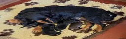 Cockerdor dogs for sale: Beautiful Cockerdor Puppies  - Advert 10