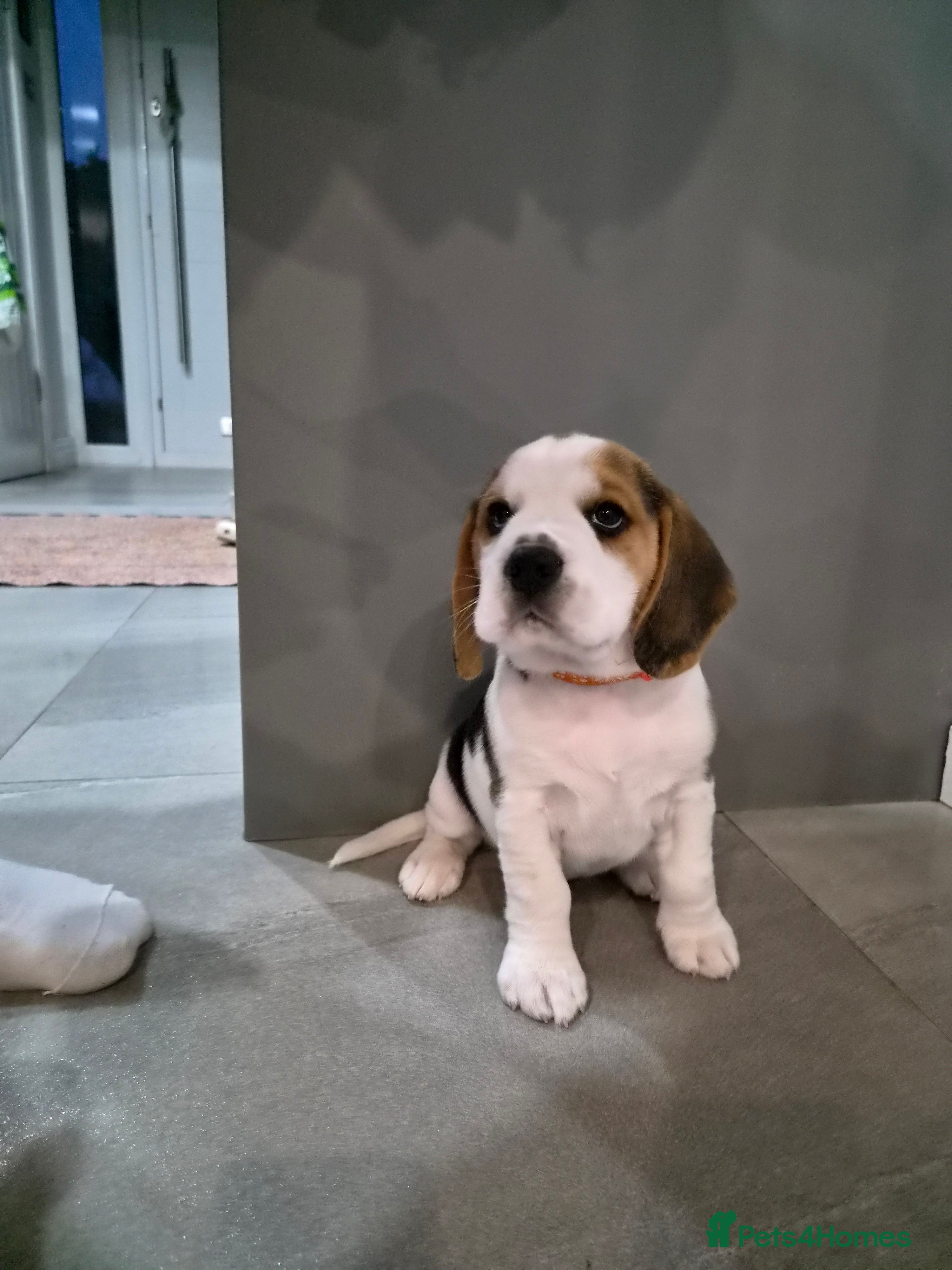 Beagle dogs Stunning Tri-Colour Beagle Puppies  - Advert 2