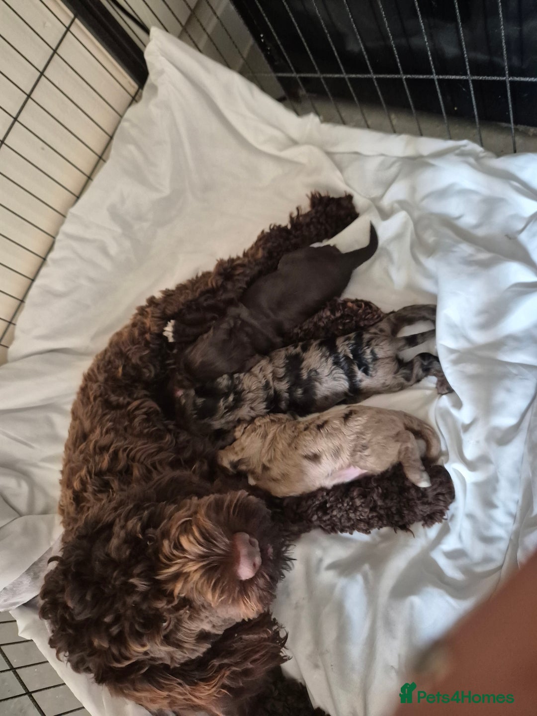 Cockapoo dogs for sale: Cockapoo pups - Image 9