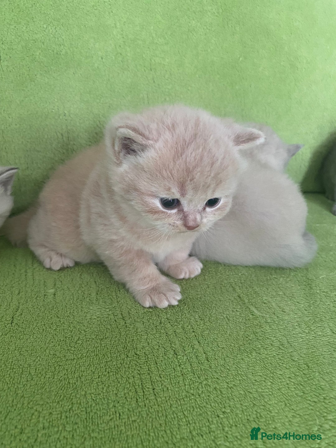 British Shorthair cats for sale: Gorgeous British shorthair kittens - Image 17