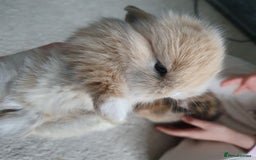 Lionhead rabbits for sale: Baby bunny's  - Advert 14