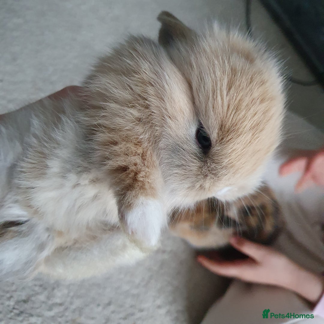 Lionhead rabbits for sale: Baby bunny's  - Advert 14