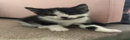 Mixed Breed cats for sale: Black and white kittens  - Advert 2