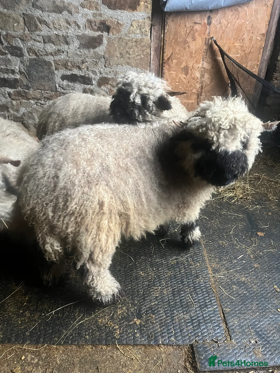 Sheep livestock for sale: Valais blacknose  - Advert 4