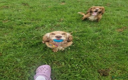 Cocker Spaniel dogs for stud: PROVEN STUD DOG HEALTH TESTED in Ingatestone - Image 9