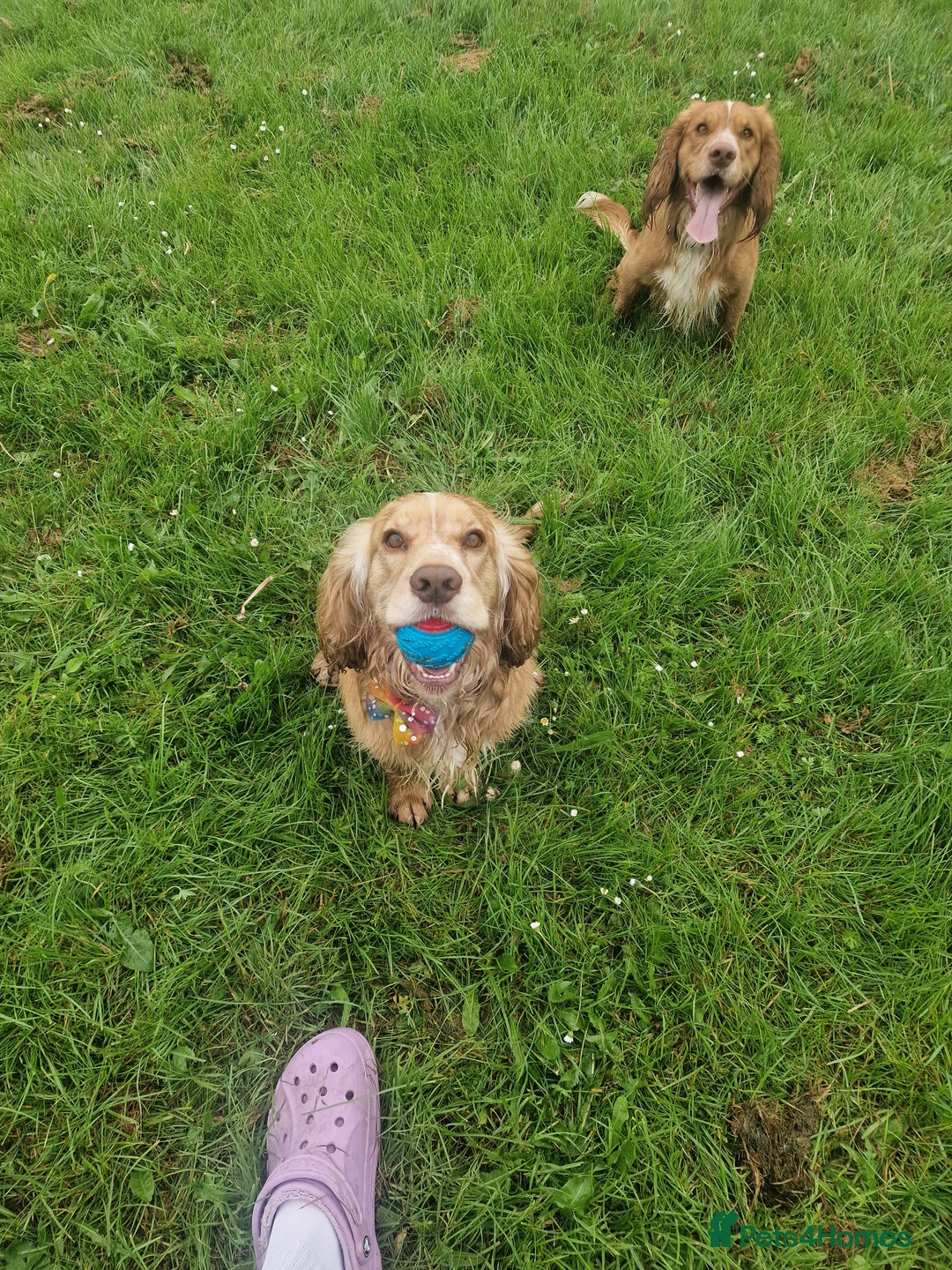 Cocker Spaniel dogs for stud: PROVEN STUD DOG HEALTH TESTED in Ingatestone - Image 9