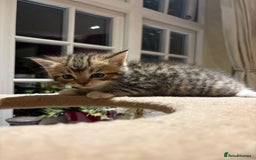 Mixed Breed cats for sale: 3 gorgeous boys mix breed - Image 6