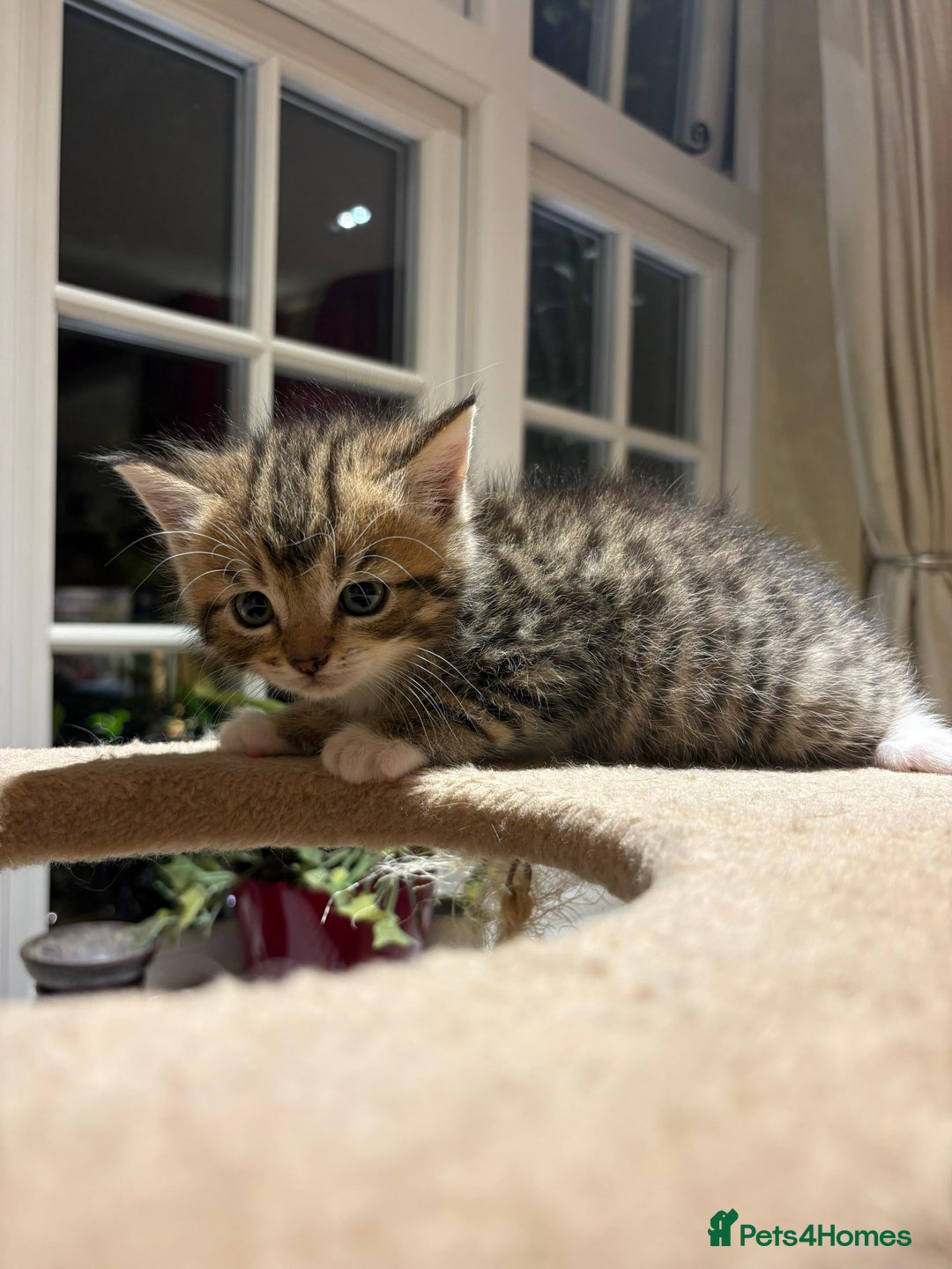 Mixed Breed cats for sale: 3 gorgeous boys mix breed - Image 6