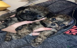 Shihpoo dogs for sale: 1 beautiful Sable shihpoo boy  - Image 8