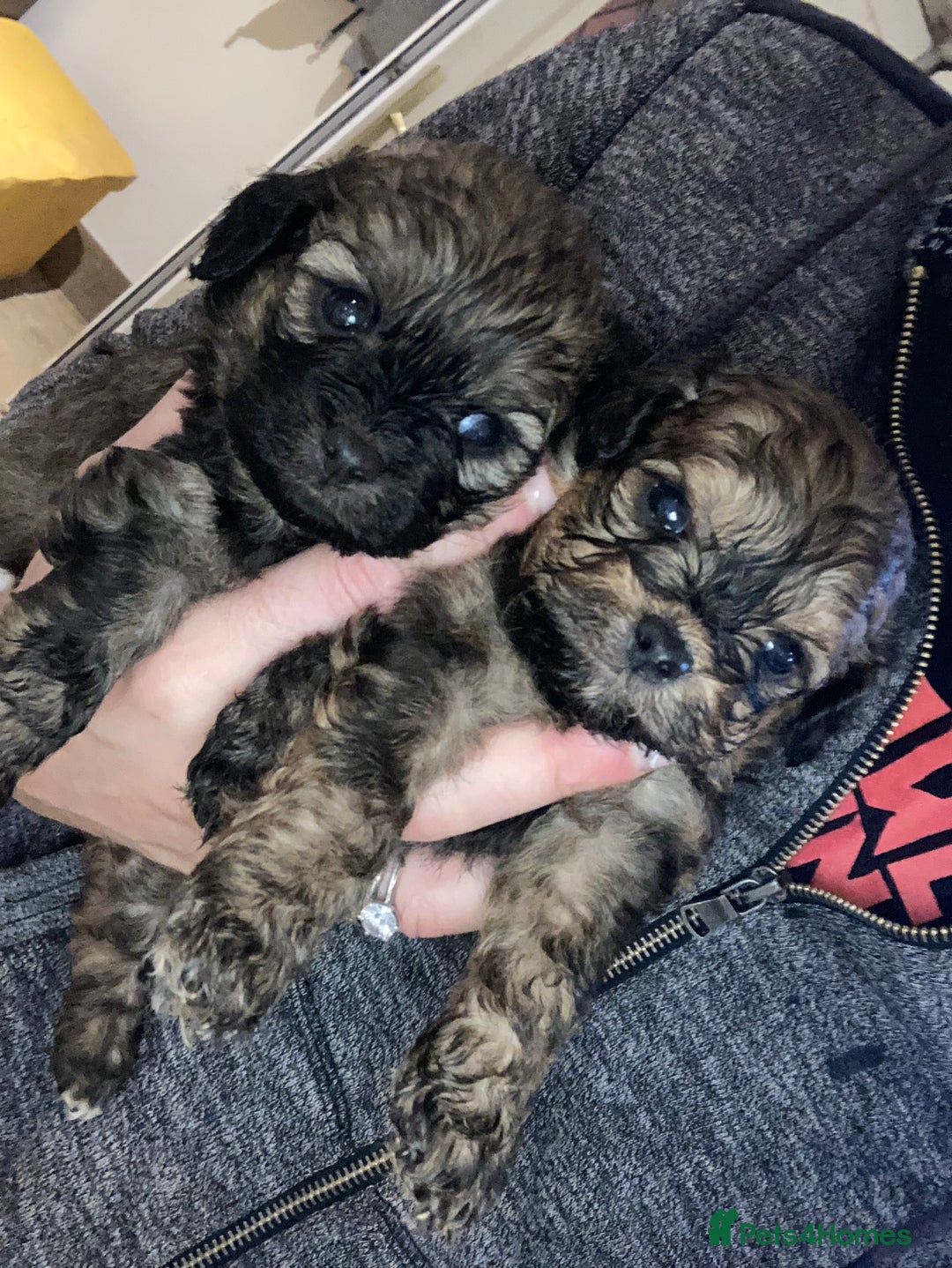 Shihpoo dogs for sale: 1 beautiful Sable shihpoo boy  - Image 8