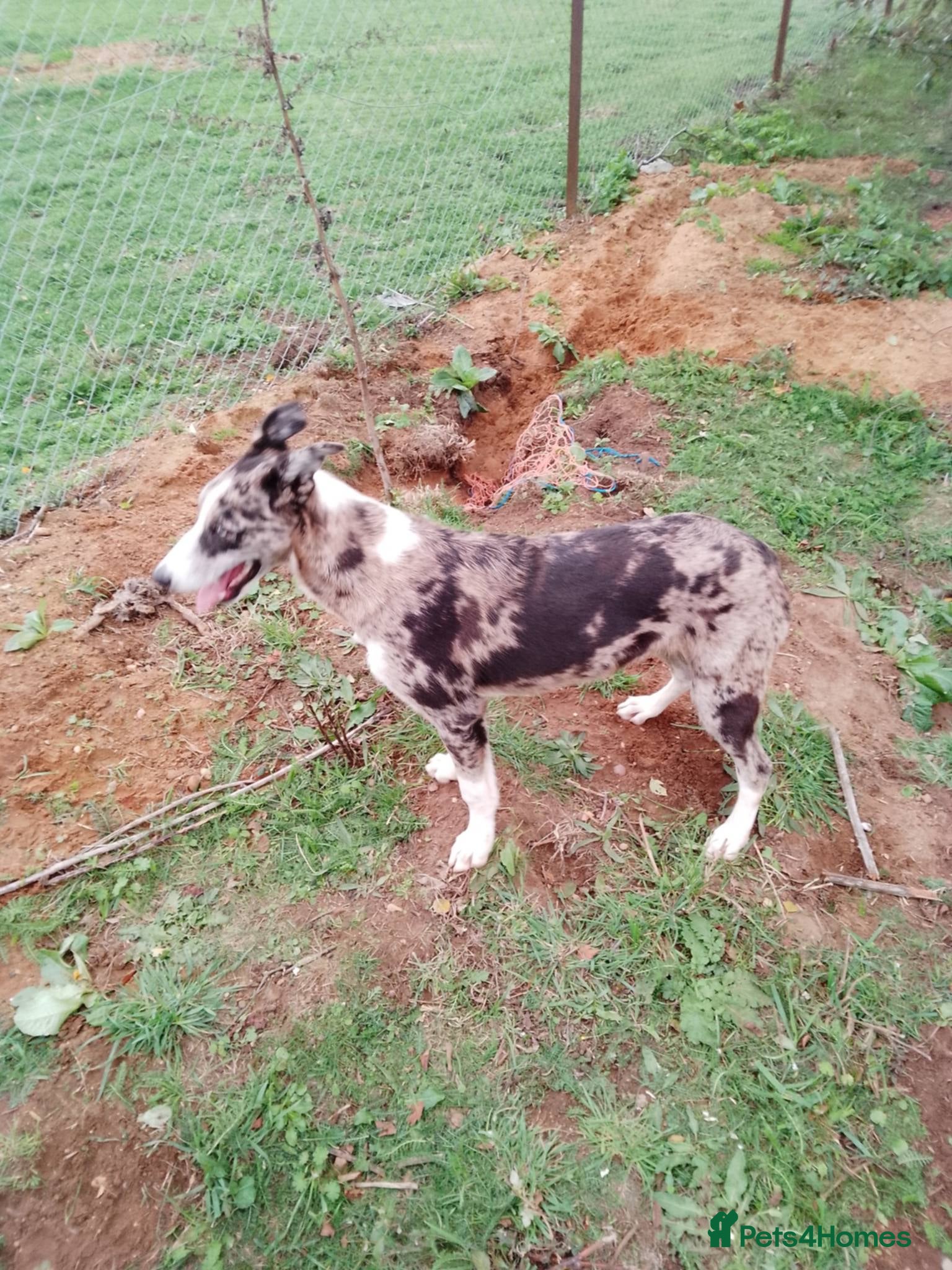 Lurcher dogs Lurcher for sale  - Advert 2